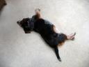 Bogey, dog of leisure